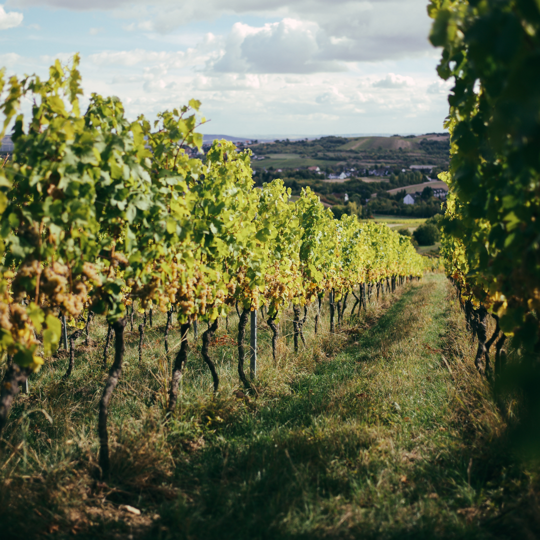 Zeigt einen Weinberg mit vielen Weinreben und Trauben. 