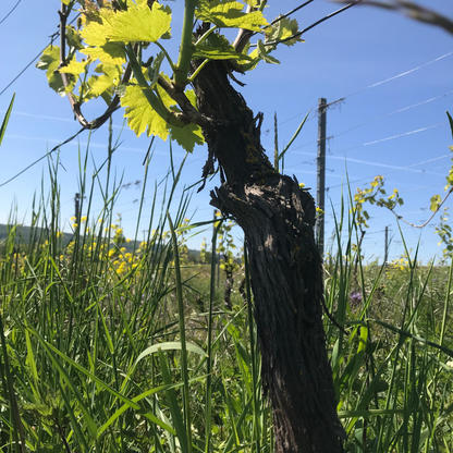 Zeigt eine Weinrebe im Weinberg mit einer schönen Begrünung. 