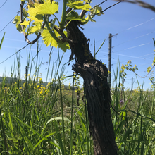 Laden Sie das Bild in den Galerie-Viewer, Zeigt eine Weinrebe im Weinberg mit einer schönen Begrünung. 